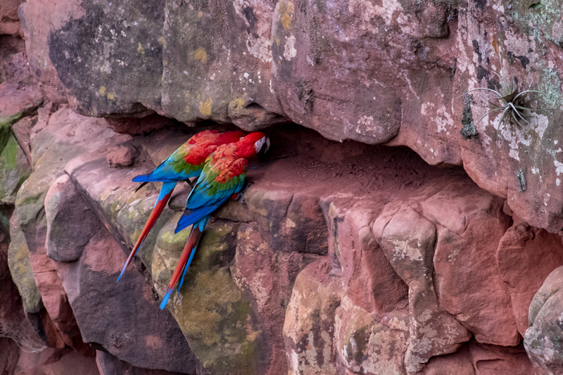 Bonito - Photo by Hudson Garcia (6)